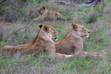 Family group of lions (Panthera leo) in South Africa