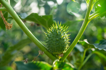 Fruto inmaduro de Datura stramonium o estramonio.