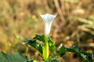 Flor de Datura stramonium o estramonio.
