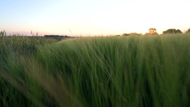 Green fiels with growing rye. Summer sunset