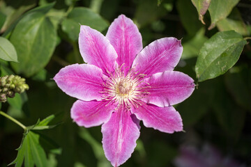 Clematis Montana -large pink flower in full bloom. This variety of Clematis is an early bloomer, and flowers from Spring to early Summer