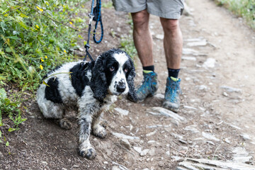 Person walking pet dog in the park with leash during summer