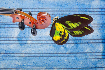 violin fretboard. melody concept. bright tropical butterfly on violin neck against the background...