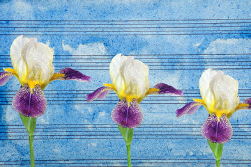 colorful iris flowers in water drops against the background of music paper painted with blue...