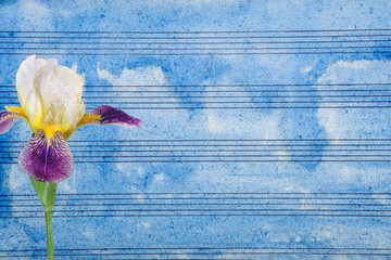 colorful iris flower in water drops against the background of music paper painted with blue...