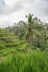Fototapeta na wymiar Beautiful greenery rice fields in Bali, Indonesia