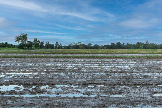 muddy fields to prepare for planting rice in Thailand