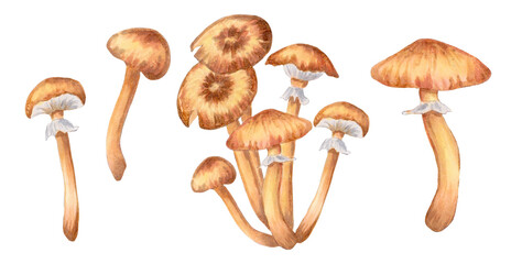 Honey mushroom set.Template for your design, products, menu, cafe, bags.Botanical natural art.Watercolor and marker illustration.Hand drawn isolated.