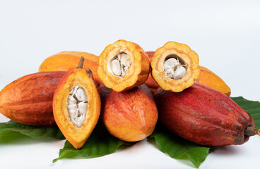 Group of brown color ripe cacao