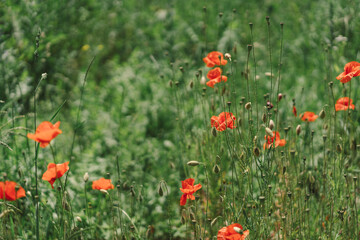 A field with poppies blooming everywhere in summer. Red flowered in the summer field