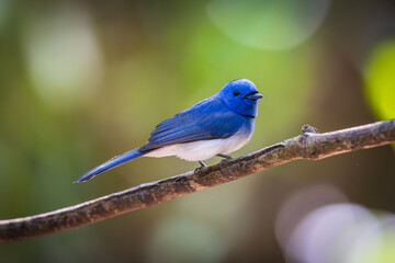 Black-naped Monarch (Hypothymis azurea)  a rare bird on the branch of the  tree.