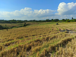 Fototapeta na wymiar The beauty of the lush rice fields in Tabanan, Bali.
