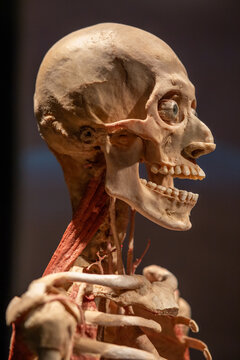 Poznan, Poland 01.06.2023. Body Worlds exhibition. Close up of human body with bones, muscle and nerves. Gunther von Hagens. skull view