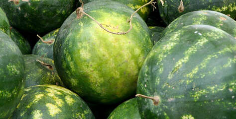organic and fresh watermelons at the market stall
