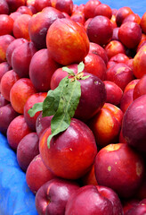 organic and fresh nectarines at the market stall

