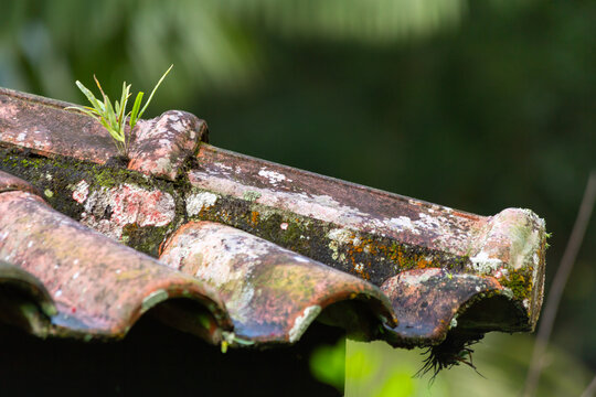 Detalhe da ponta de um telhado velho com suas telhas cheias de musgo e com um matinho nascendo em fundo desfocado de natureza