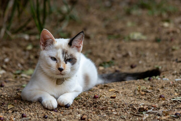 Imagem de gatinho filhote muito fofo, todo branco, com mancha escura no olho e orelha esquerda e de rabo preto e olhos azuis, deitado de frente em solo de terra e com as patinhas pra frente - obrazy, fototapety, plakaty
