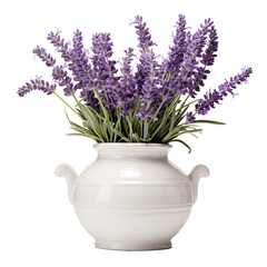 Lavender in a ceramic pot isolated on transparent background