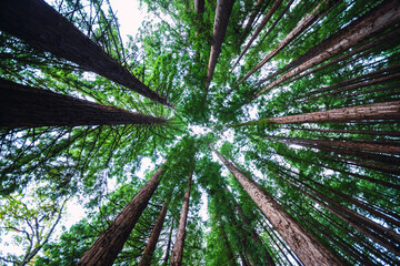 Tall green trees in forest against sky during daytime