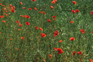 Fototapeta premium A field with poppies blooming everywhere in summer. Red flowered in the summer field