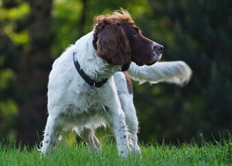 Cute Pet Dog on Walk at Local Public Park of London England UK. Image Was Captured on May 23rd, 2023