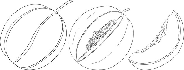 Hand drawn illustration of melon. Botanical food, vector illustration. Melon coloring pages