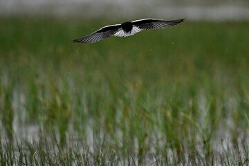 White-winged tern - hunting in rain // Weißflügelseeschwalbe im Regen (Chlidonias leucopterus)