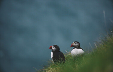 Atlantic Puffins bird or common Puffin on ocean blue background.Faroe islands. Norway most popular birds.  Fratercula arctica © Yaroslav