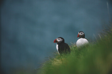 Atlantic Puffins bird or common Puffin on ocean blue background.Faroe islands. Norway most popular birds.  Fratercula arctica © Yaroslav
