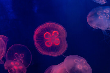A Photo of moon jellyfish against blue background,