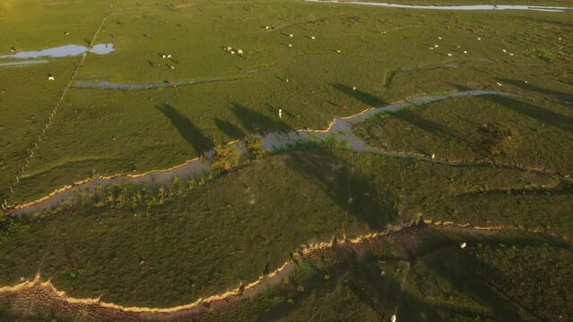 Caballo y Vaca- Pradera.