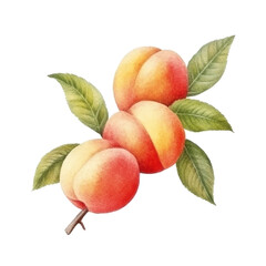 Watercolor Peach Isolated. Illustration Generative AI.