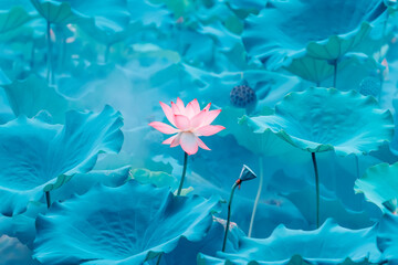 Fototapeta na wymiar lotus flower blooming in summer pond with leaves as background