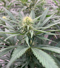 Flowering Cannabis Plant With Trichome Covered Sugar Leaves 