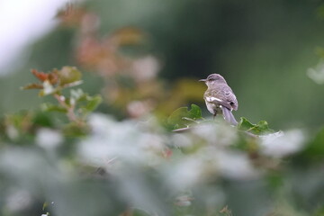 Northern mockingbird (Mimus polyglottos orpheus) in Jamaica
