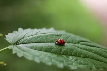 Close up of a ladybug sitting on a stinging nettle leaf with shallow depth of field
