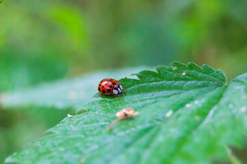 Close up of a ladybug sitting on a stinging nettle leaf with shallow depth of field