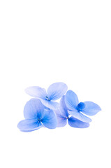 immagine primo piano con fiori di ortensia in tonalità blu pastello su sfondo trasparente