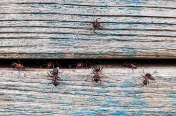 Close up of forest ants guarding the entrance to the ant burrow in a crevice in the wood