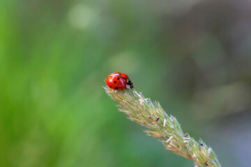 Close up of ladybug sitting on grass flower panicle in forest