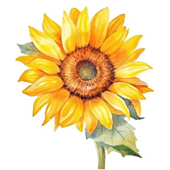 Fototapeta na wymiar Yellow Watercolor Sunflower. Illustration AI Generative.
