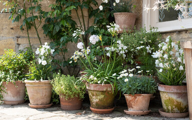 Terracotta flower pots with white flowers and foliage, photographed in Stow on the Wold in Gloucestershire, characterful town in The Cotswolds, England UK.