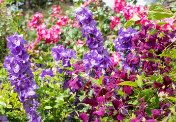 Pretty flower borders with clematis in the foreground, and delphiniums and other pink and purple flowers in the background, at Kiftsgate Court Gardens, Gloucestershire in the Cotswolds, UK