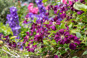 Pretty flower borders with clematis in the foreground, and delphiniums and other pink and purple flowers in the background, at Kiftsgate Court Gardens, Gloucestershire in the Cotswolds, UK