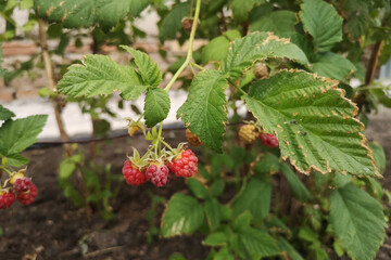 Raspberries in the garden on the branches. Natural product. Breeding, caring for bush crops concept