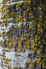 Obraz premium Multicolored texture of aspen bark close-up.