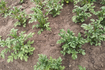 Potato planting on the ground. Natural economy. Breeding, caring for vegetable crops concept