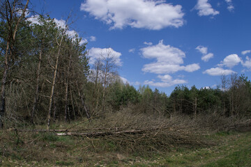 Fototapeta na wymiar Fallen dead trees after the disaster.