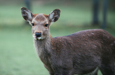 Deers and animals in Nara park, kyoto, Japan