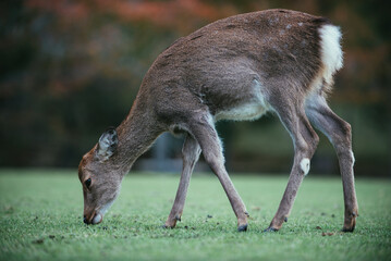 Fototapeta premium Deers and animals in Nara park, kyoto, Japan